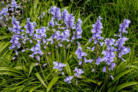 Hyacinten