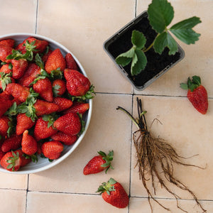 ruby ann strawberry seeds Strawberries 'Ruby Ann' F1