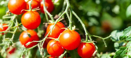 Tomatenzaden