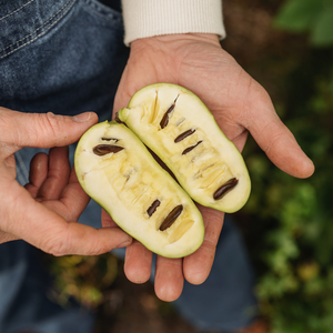 Andere fruitbomen
