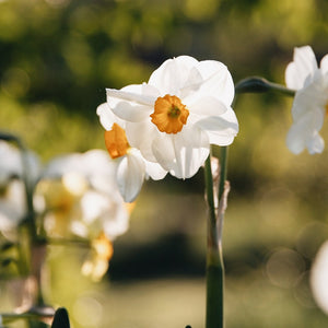 Bulbes à fleurs