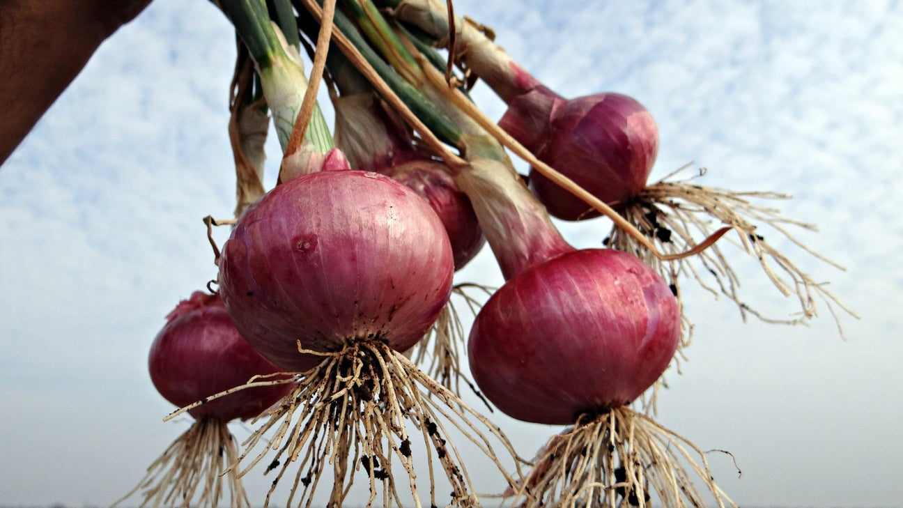 Biologisch pootgoed uien ajuin