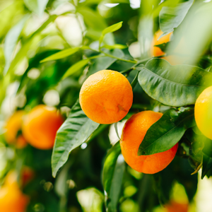 Citrus