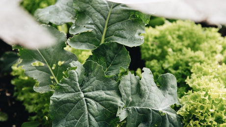 Bloemkool Romanesco plantjes BIO