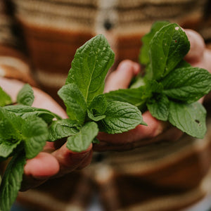 Meerjarige moestuinplanten