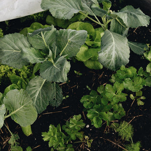 Graines de légumes