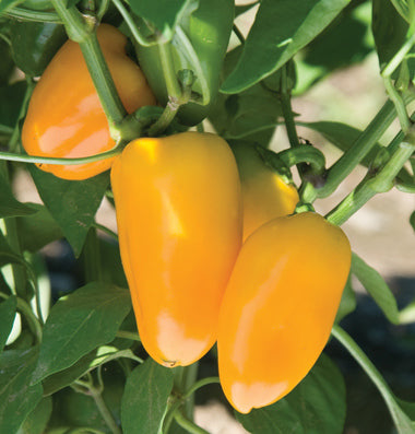 Paprika zaad