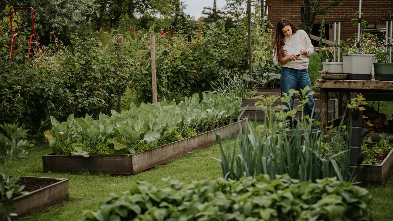 voorzaaien voor de moestuin