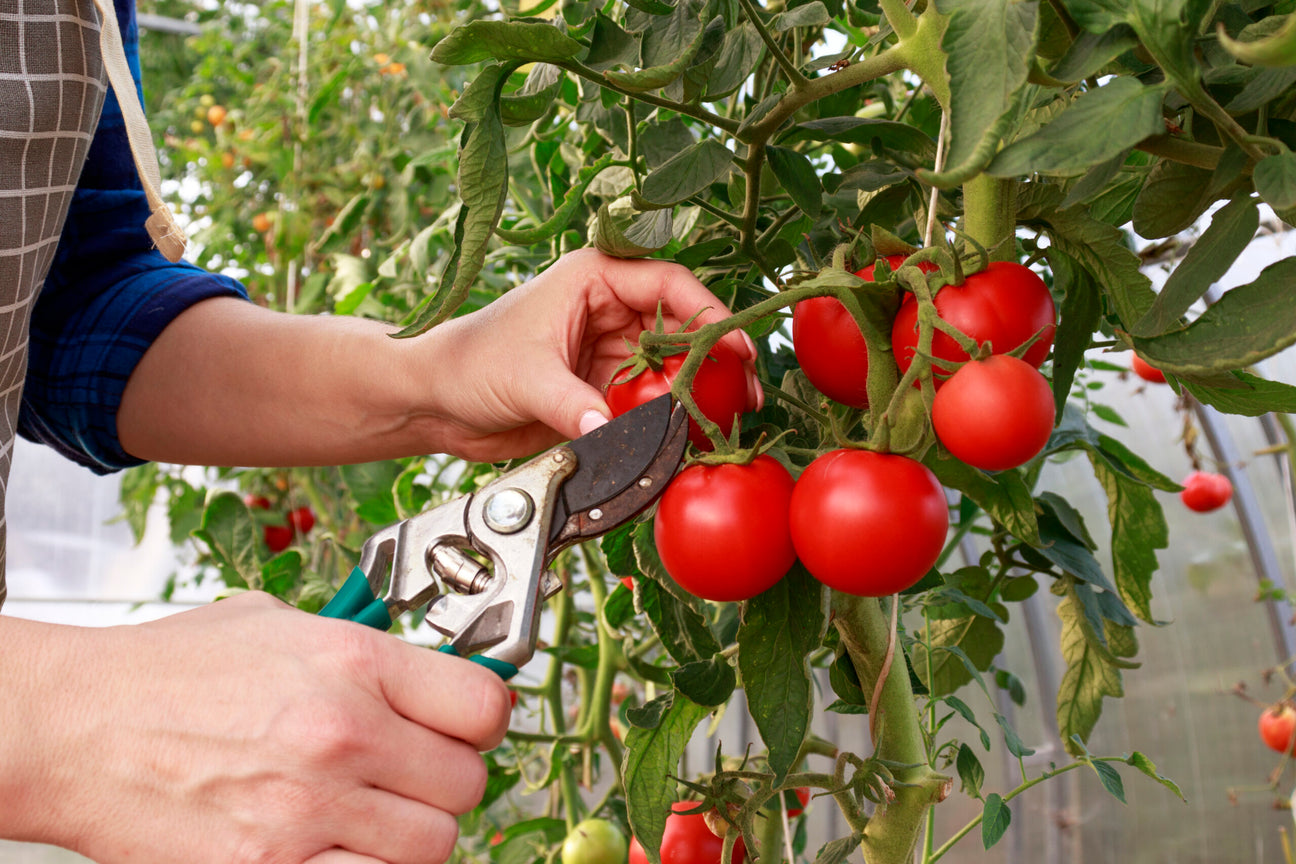 Tomaten oogsten in de moestuin