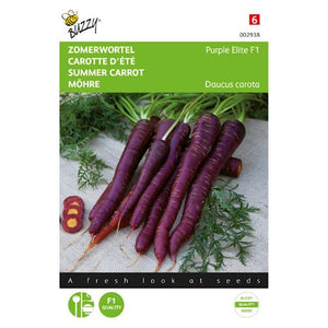 Carottes Purple Elite F1 carotte violette environ 400 graines