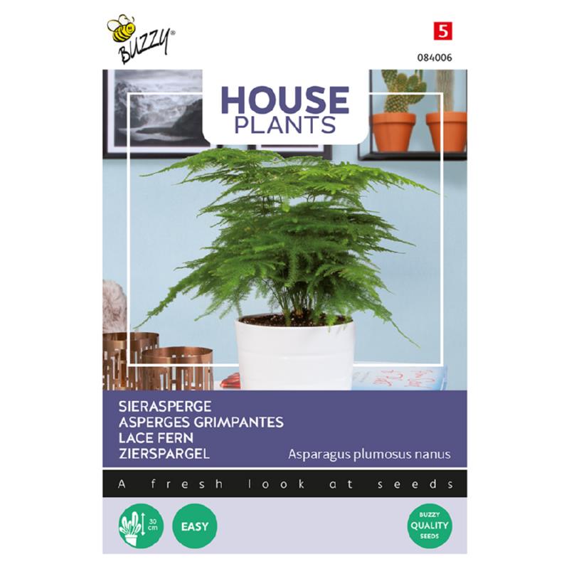 Buzzy® House Plants Asparagus. Sierasperge