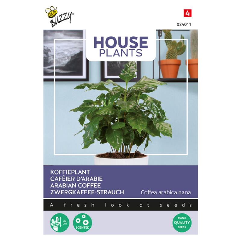 Plantes d'intérieur Buzzy® Coffea Arabica. Plante de café