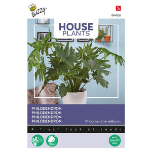 Buzzy® Zimmerpflanzen Philodendron Selluom