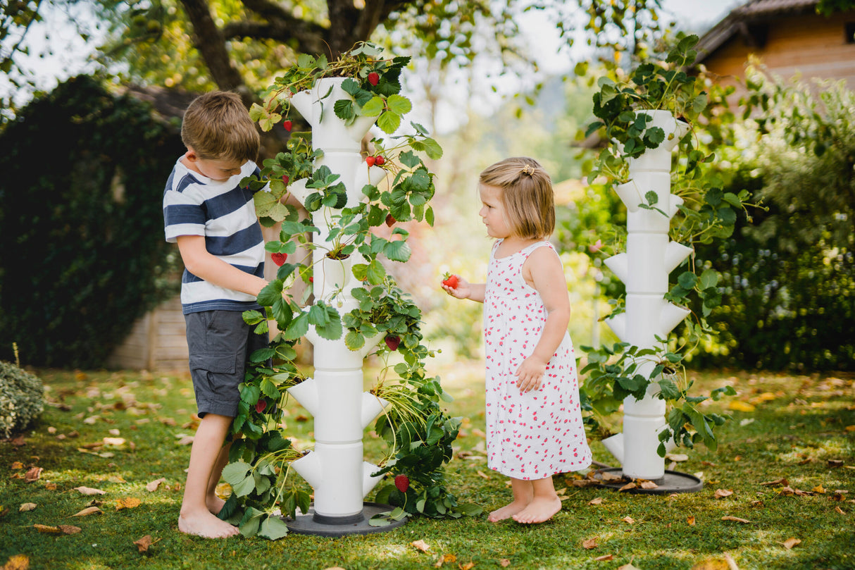 SISSI STRAWBERRY - Classic voor 13 planten - 113 cm hoog