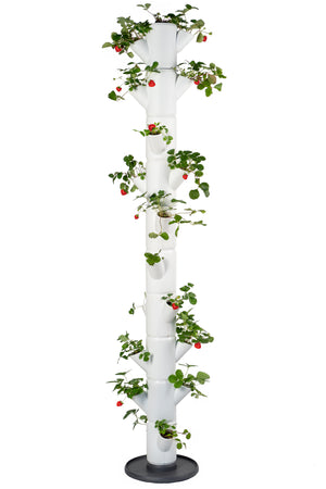 SISSI STRAWBERRY - Infinity voor 21 planten - 185 cm hoog