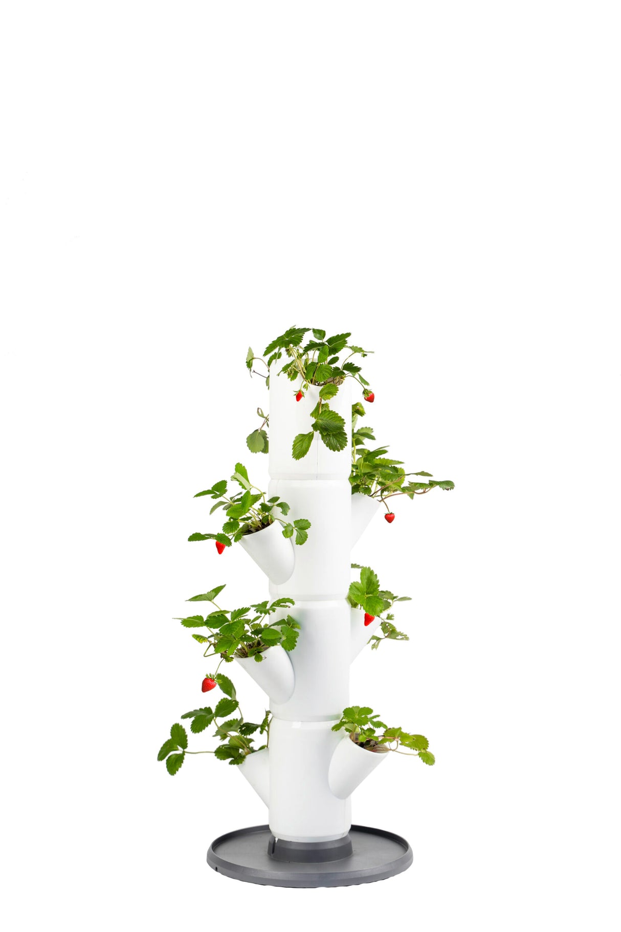 SISSI STRAWBERRY - Starter voor 9 planten - 77 cm hoog