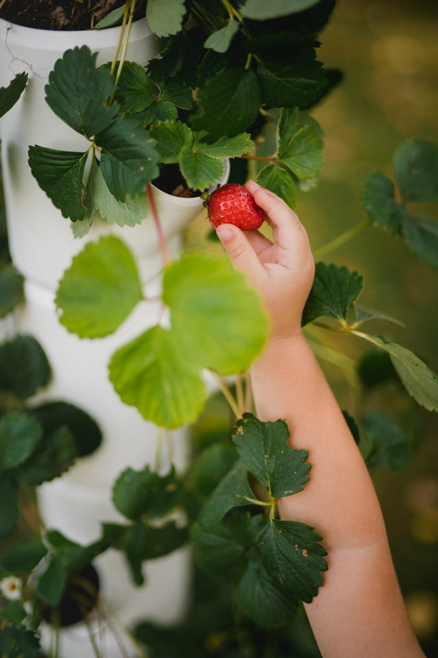 SISSI STRAWBERRY - Starter voor 9 planten - 77 cm hoog