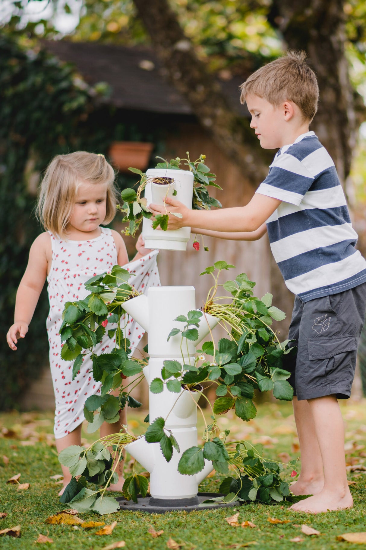 SISSI FRAISE - Démarreur pour 9 plants - 77 cm de hauteur