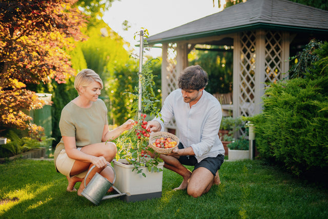 TOM TOMATO: de tomatenpot met waterreservoir & klimsteun