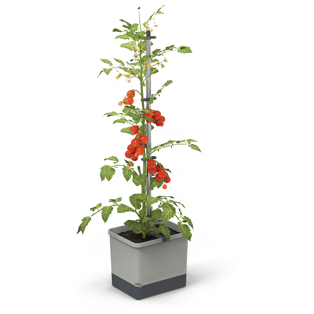 TOM TOMATO : le pot à tomates avec réservoir d'eau et support de grimpe