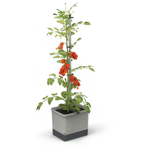 TOM TOMATO: der Tomatentopf mit Wasserreservoir &amp; Kletterhilfe