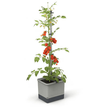 TOM TOMATO: de tomatenpot met waterreservoir & klimsteun