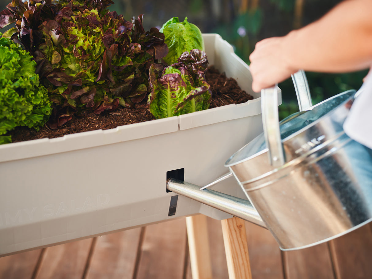 SAMMY SALAD – smarte Aufzuchtbox mit Wasserreservoir und Deckel