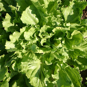 Endive 'Numéro Cinq2' BIO