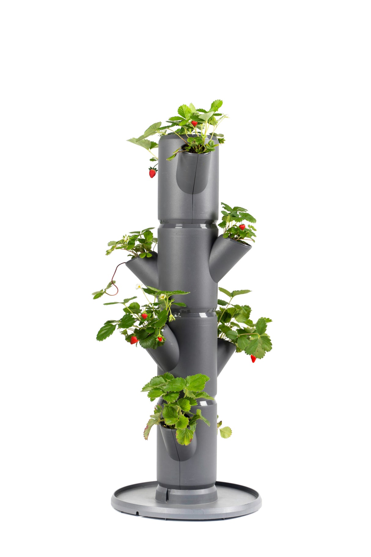 SISSI STRAWBERRY - Starter voor 9 planten - 77 cm hoog