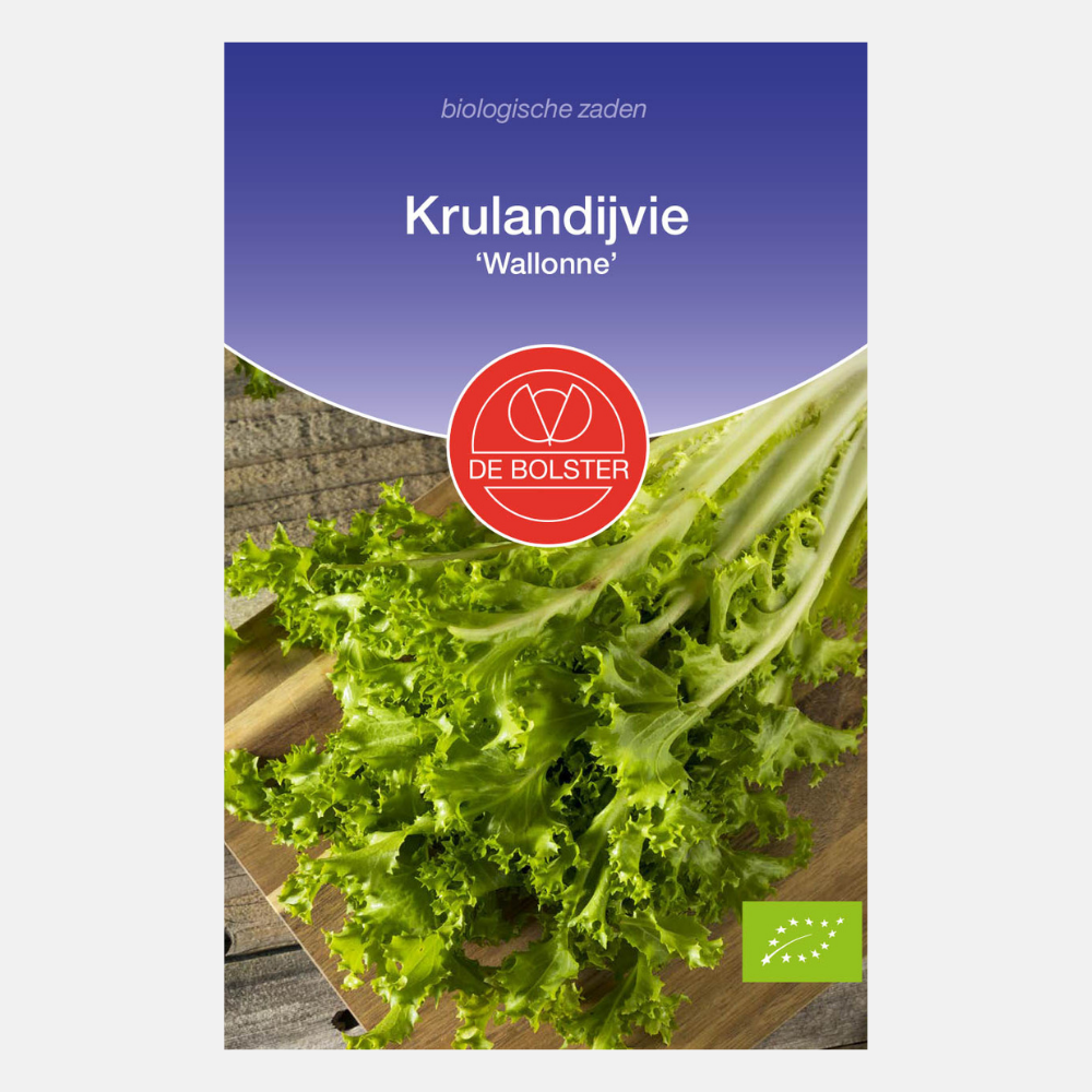 Krulandijvie ‘Wallonne’ BIO