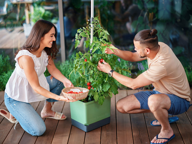 TOM TOMATO: de tomatenpot met waterreservoir & klimsteun