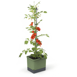 TOM TOMATO : le pot à tomates avec réservoir d'eau et support de grimpe