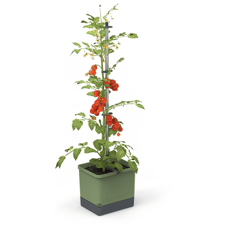 TOM TOMATO : le pot à tomates avec réservoir d'eau et support de grimpe