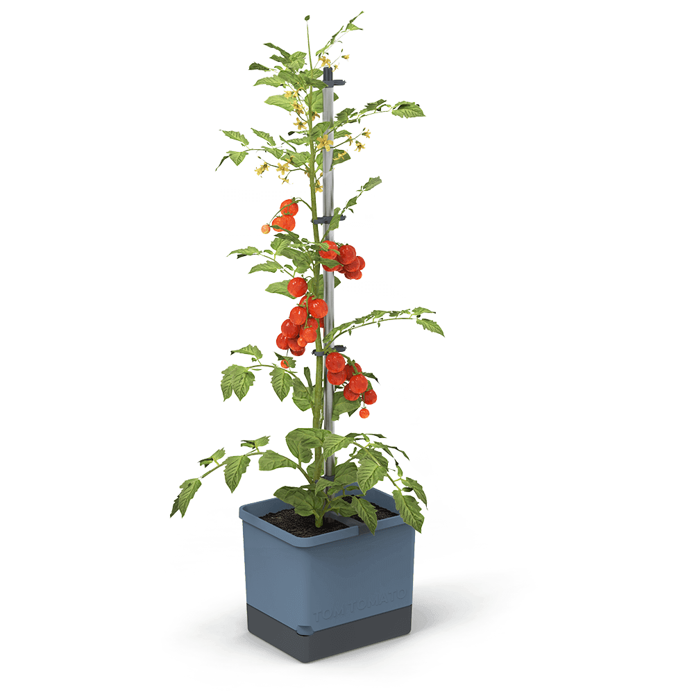 TOM TOMATO : le pot à tomates avec réservoir d'eau et support de grimpe