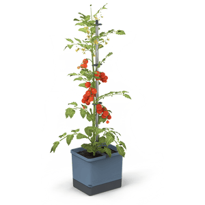 TOM TOMATO : le pot à tomates avec réservoir d'eau et support de grimpe