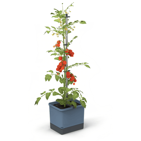 TOM TOMATO : le pot à tomates avec réservoir d'eau et support de grimpe