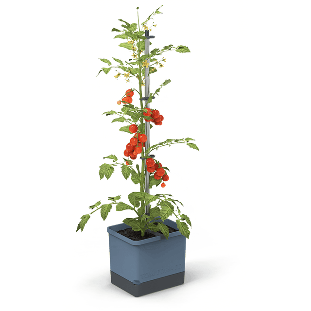 TOM TOMATO: de tomatenpot met waterreservoir & klimsteun