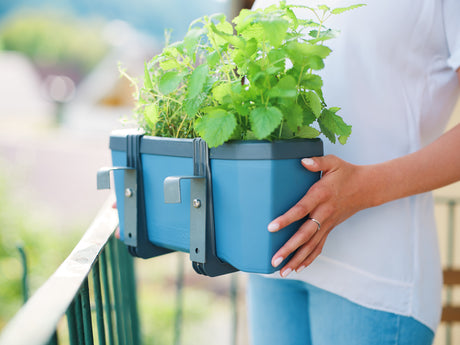 HARRY HERBS - Serre 4 en 1 pour herbes et pousses avec capot de croissance