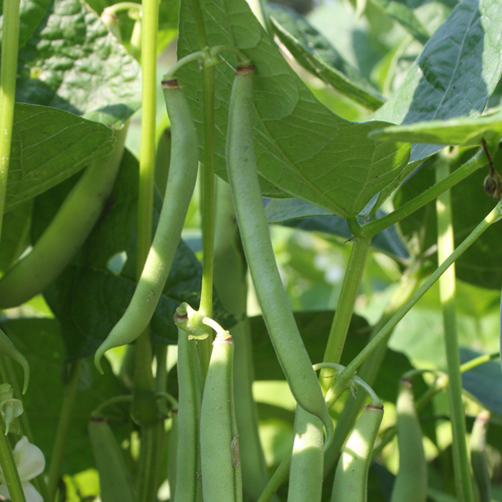 Haricot vert régulier 'Double blanc sans fil' BIO