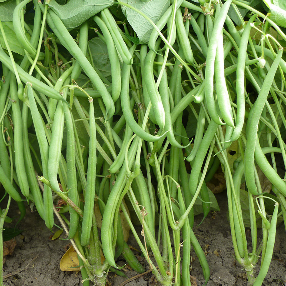 Runner bean 'Domino' BIO