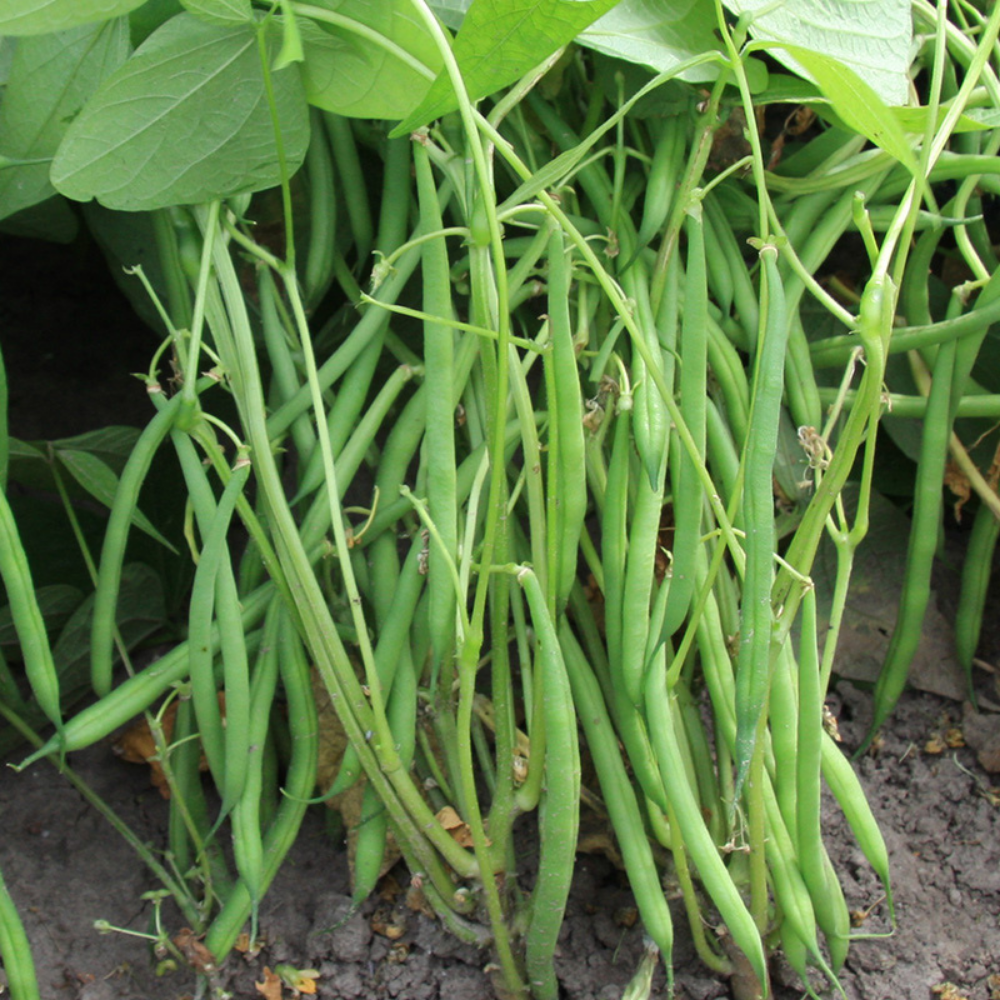 Haricot vert régulier 'Faraday' BIO