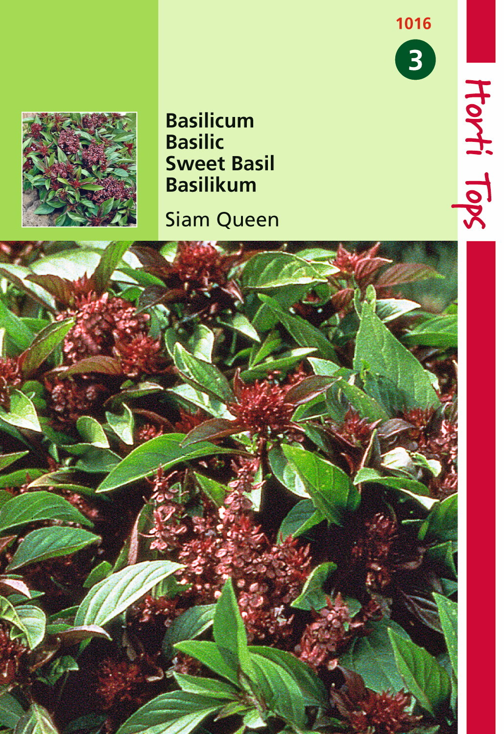 Basilicum Siam Queen 0.2 gram