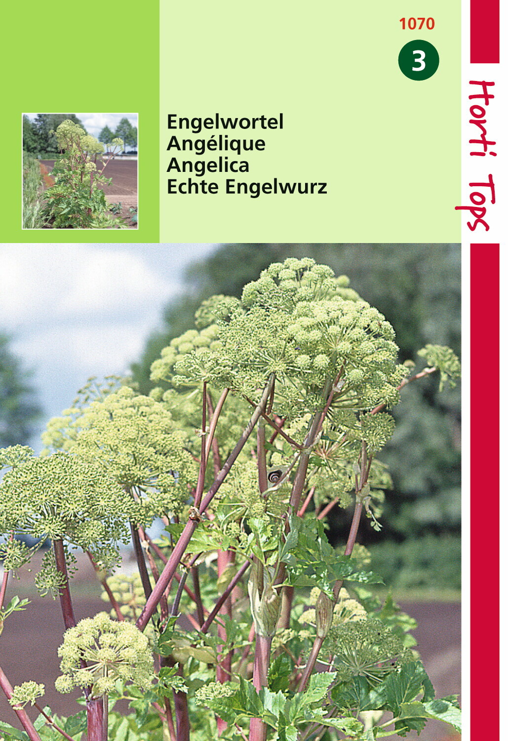 Angélique (Angelica Arch.) 1 gramme