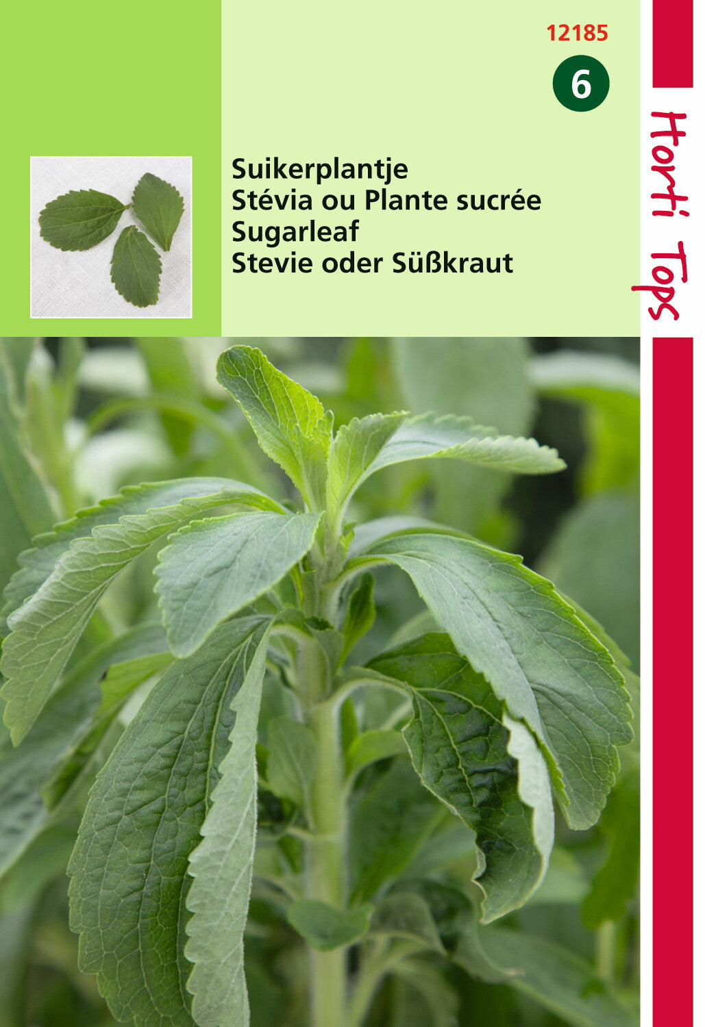 Stevia-Zuckerpflanze 25 Samen V70324