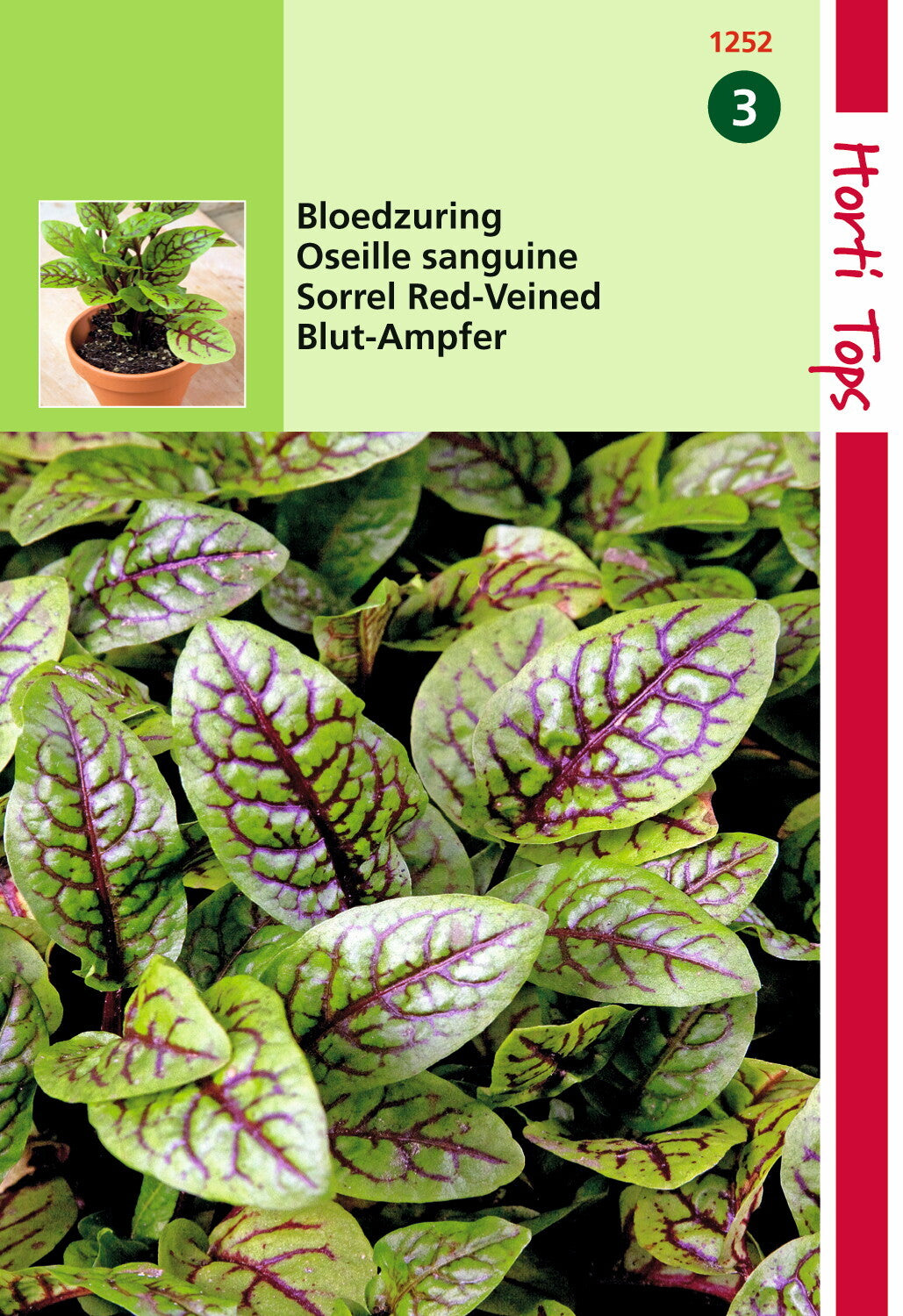 Oseille sanguine 1 gramme