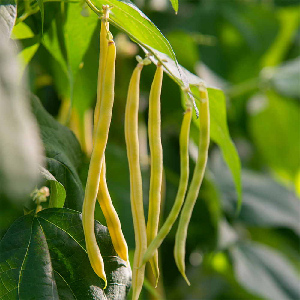 Bâtonnet de haricot vert 'Sunshine' BIO