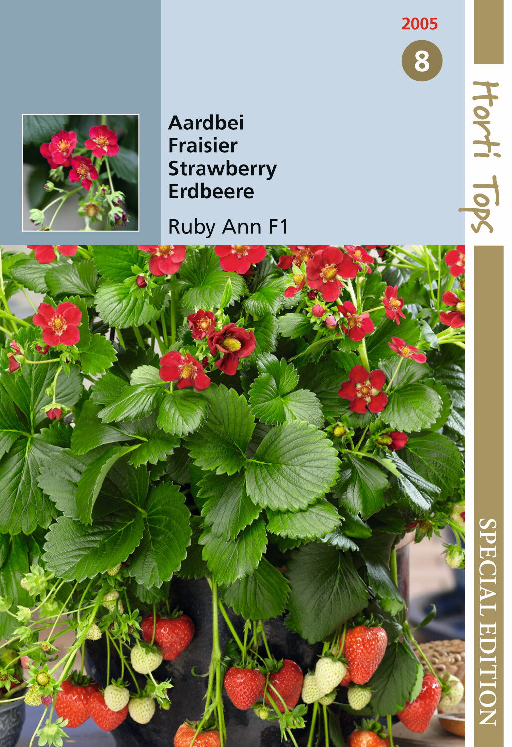 Fraises Hangarberry Ruby Ann F1 BV - Env. 7 graines - BV12005