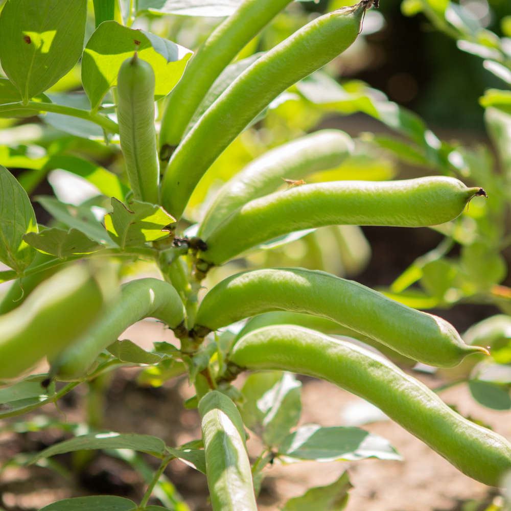 Tuinboon 'Eleonora' BIO