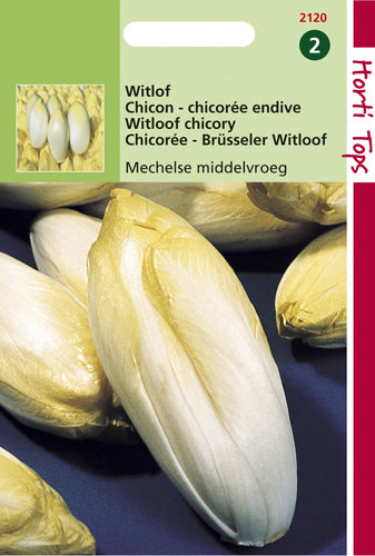 Witlof Mechelse Middenvroeg te koop op Moestuinweetjes.com