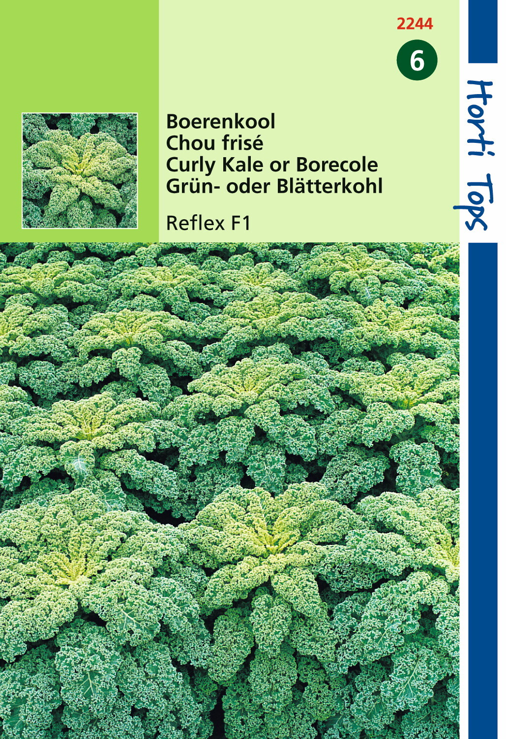 Kale Reflex F1 100 graines